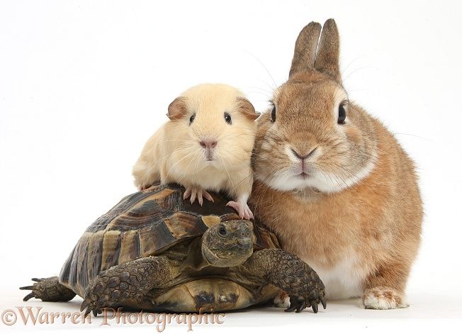 your small pet