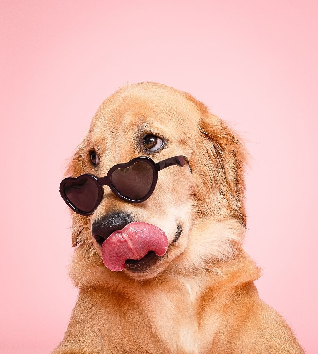 your dog